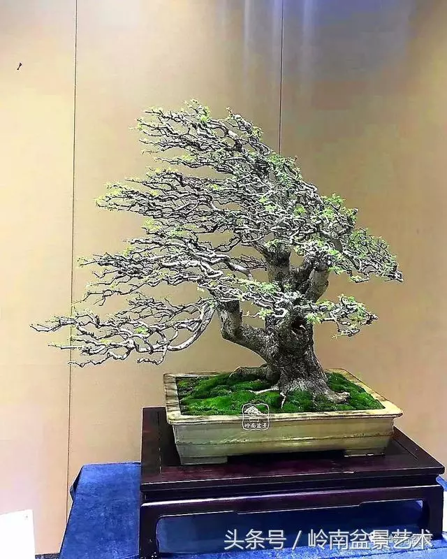 盆景,我只認經典!!
