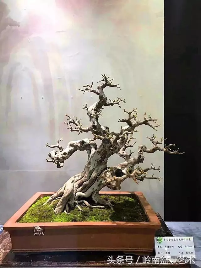 盆景,我只認經典!!