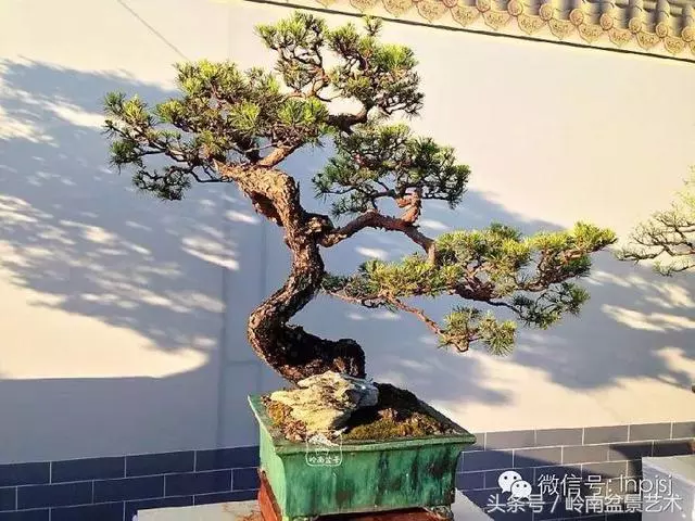 盆景,我只認經典!!