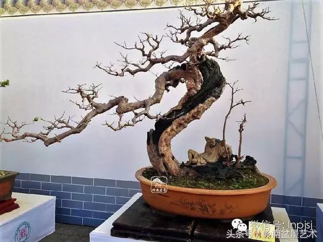 盆景,我只認經典!!