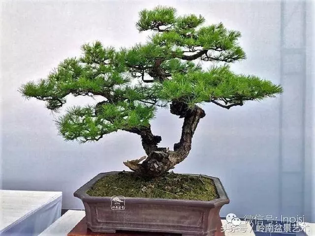 盆景,我只認經典!!
