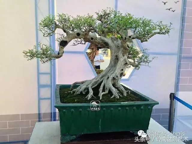 盆景,我只認經典!!