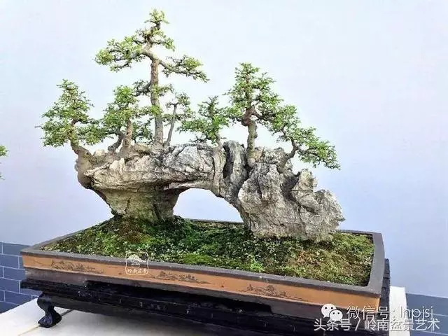 盆景,我只認經典!!