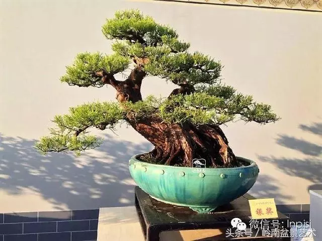 盆景,我只認經典!!