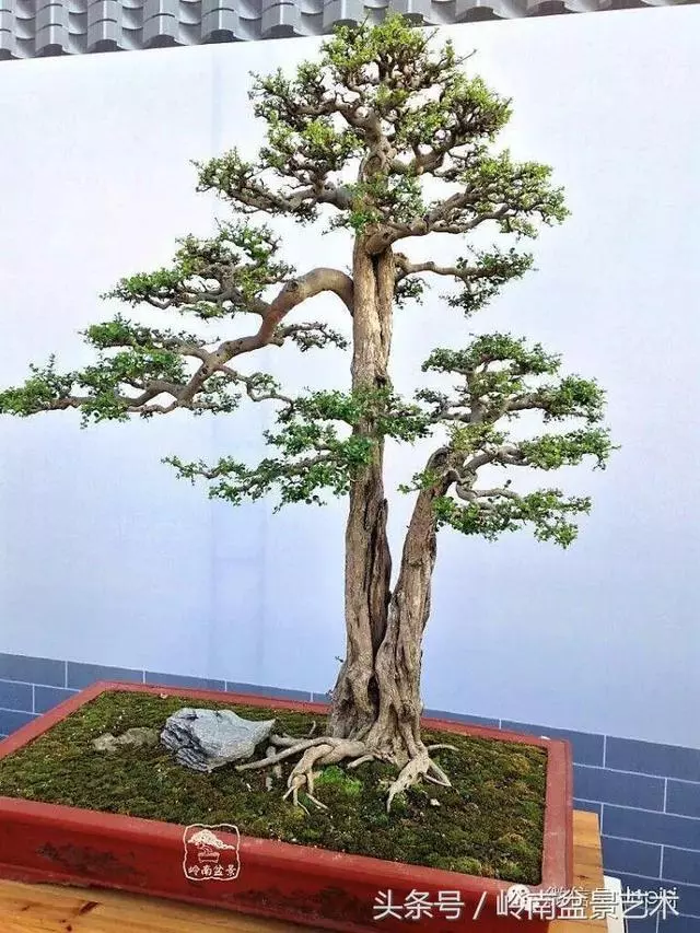 盆景,我只認經典!!