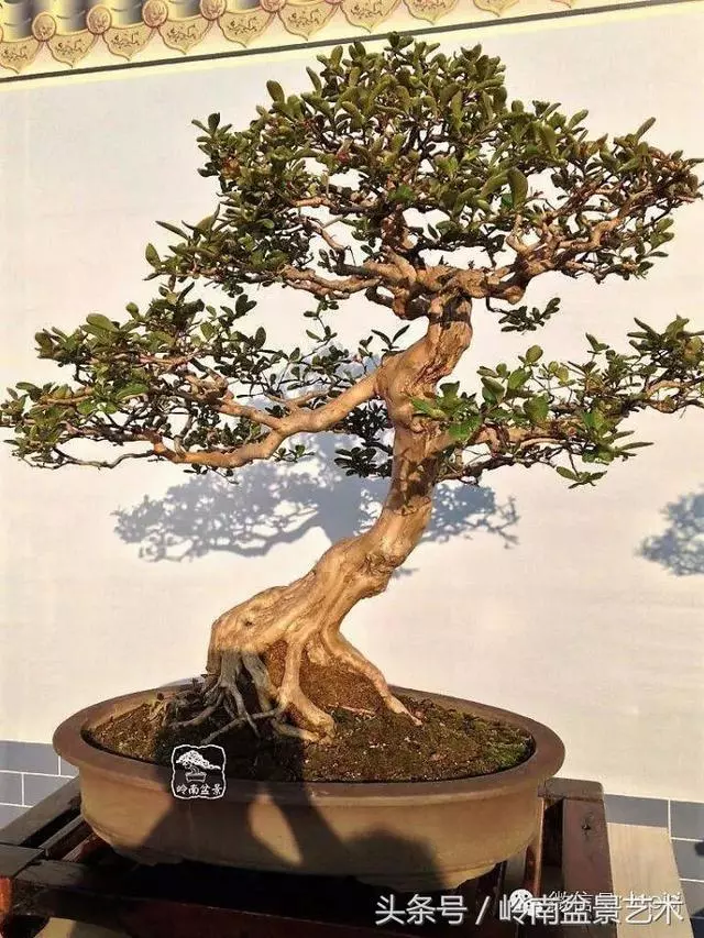 盆景,我只認經典!!