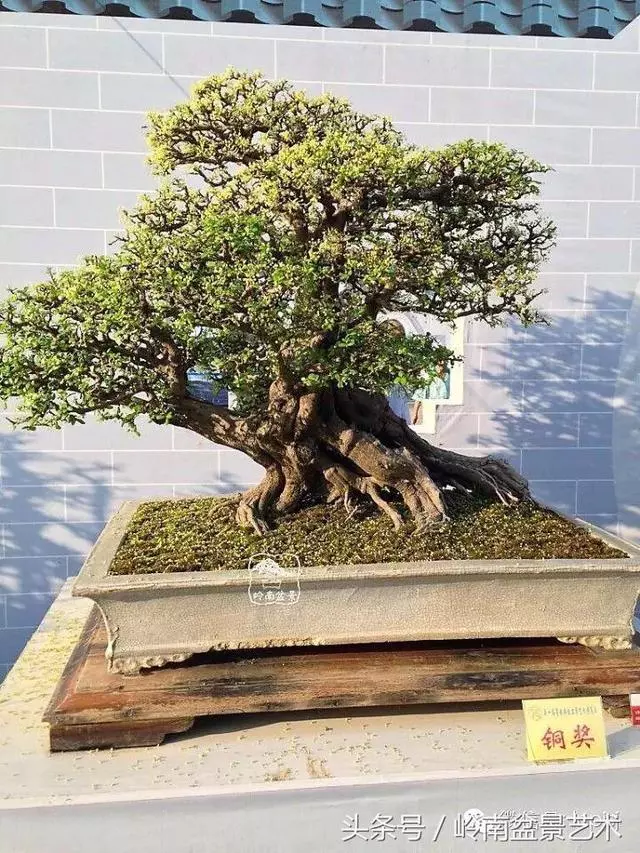 盆景,我只認經典!!