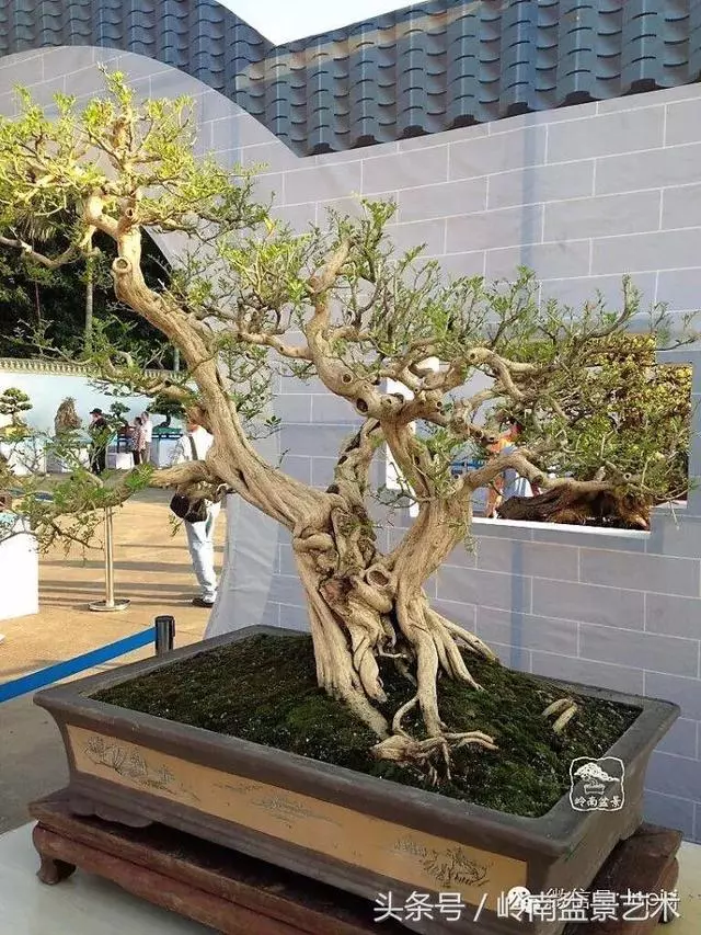 盆景,我只認經典!!