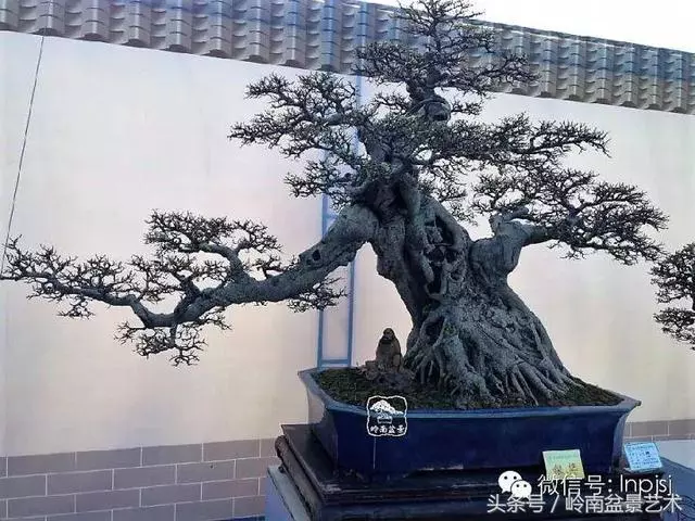 盆景,我只認經典!!