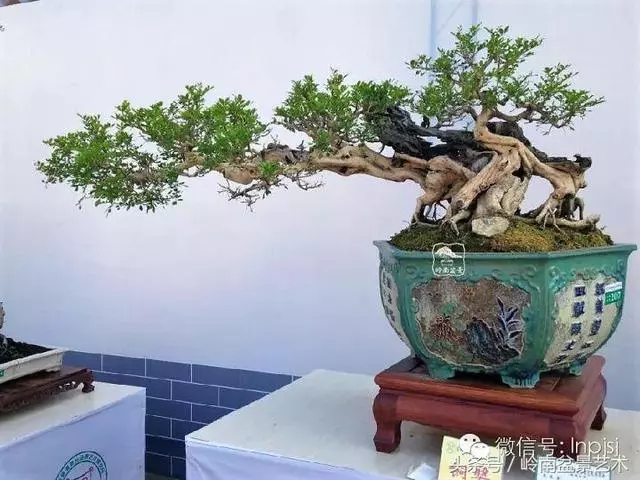 盆景,我只認經典!!