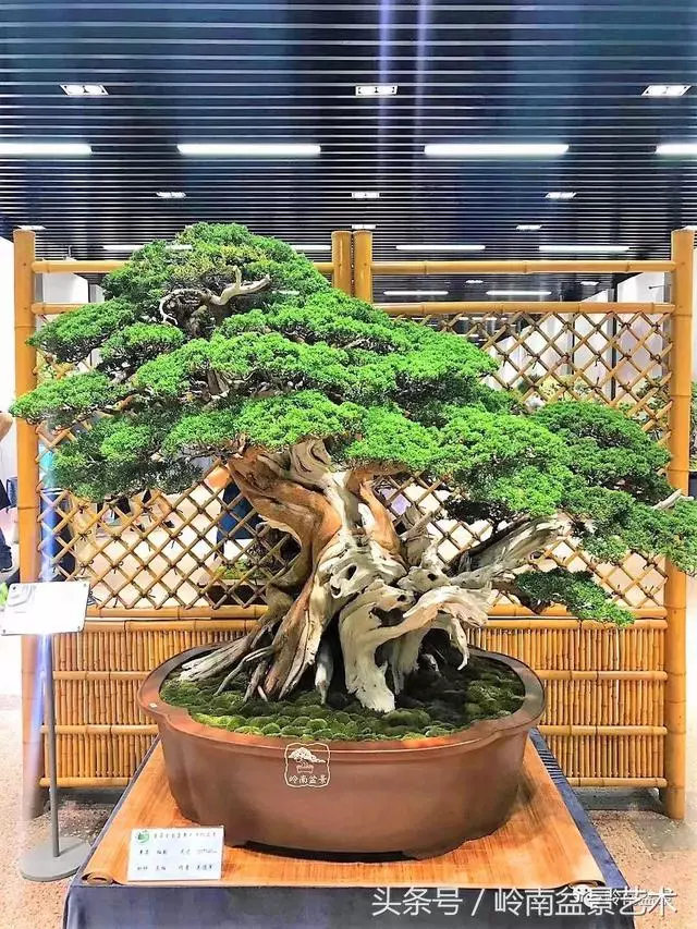 盆景,我只認經典!!