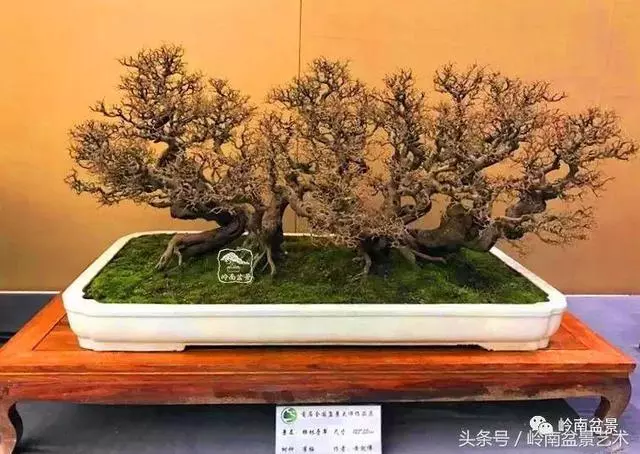 盆景,我只認經典!!