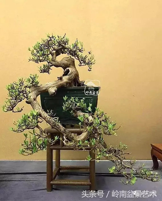 盆景,我只認經典!!