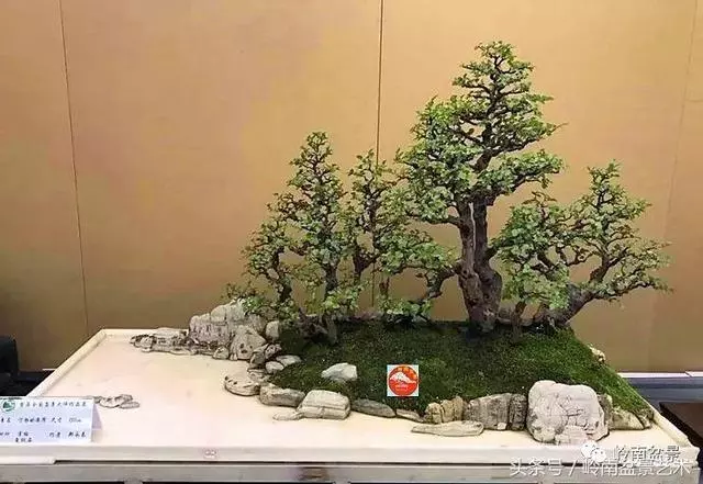 盆景,我只認經典!!