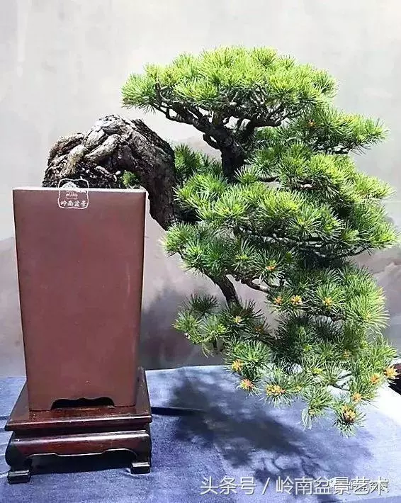 盆景,我只認經典!!