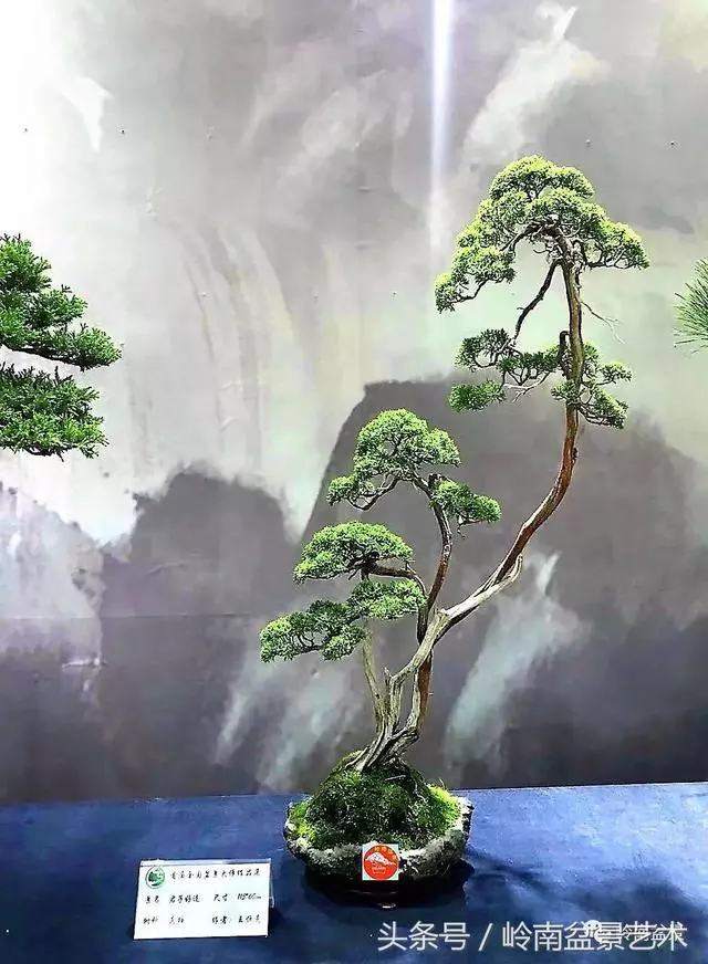 盆景,我只認經典!!