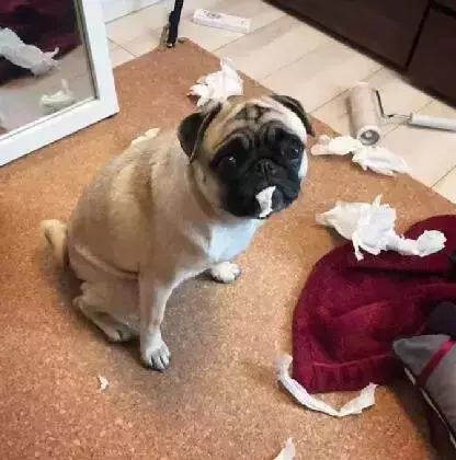 狗狗獨自在家待一天,不會無聊嗎?
