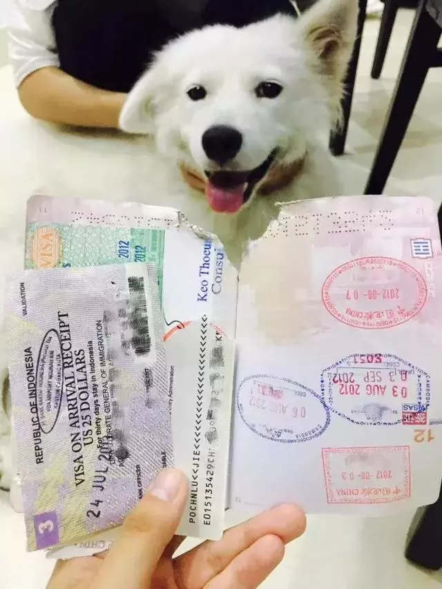 狗狗獨自在家待一天,不會無聊嗎?
