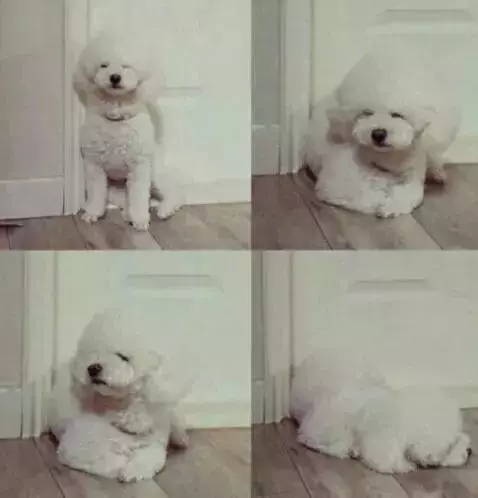 狗狗獨自在家待一天,不會無聊嗎?