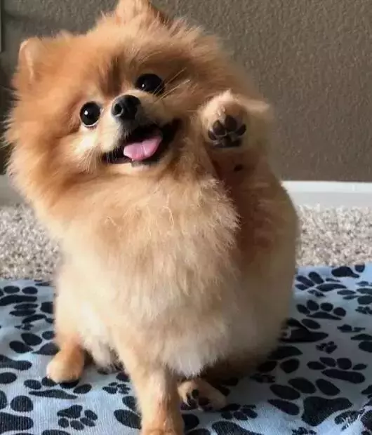 狗狗獨自在家待一天,不會無聊嗎?