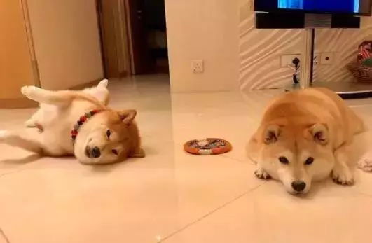 狗狗獨自在家待一天,不會無聊嗎?