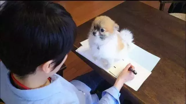 狗狗獨自在家待一天,不會無聊嗎?