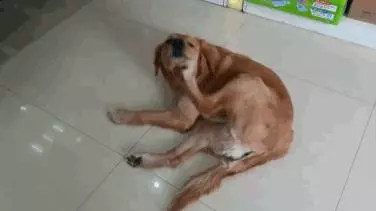 狗狗有這些跡象,可能有寄生蟲了!