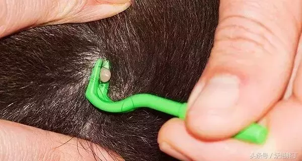 狗狗有這些跡象,可能有寄生蟲了!