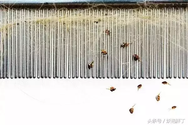 狗狗有這些跡象,可能有寄生蟲了!