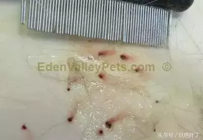 狗狗有這些跡象,可能有寄生蟲了!