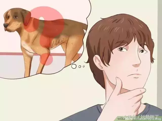狗狗有這些跡象,可能有寄生蟲了!