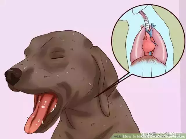 狗狗有這些跡象,可能有寄生蟲了!
