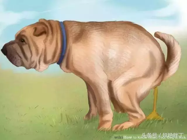 狗狗有這些跡象,可能有寄生蟲了!