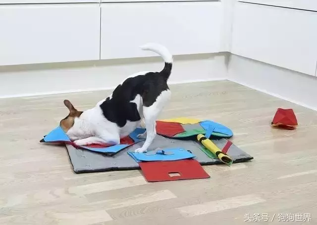 狗狗5-7歲就開始變老,這裡有8種方式改善老年狗狗的生活