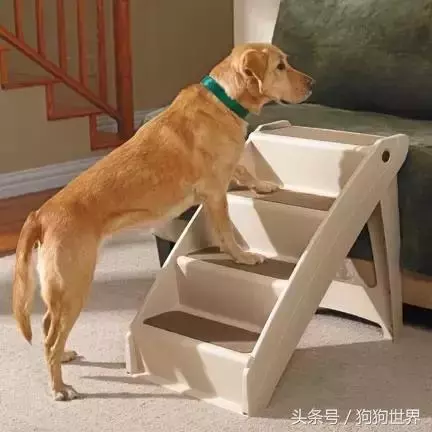 狗狗5-7歲就開始變老,這裡有8種方式改善老年狗狗的生活