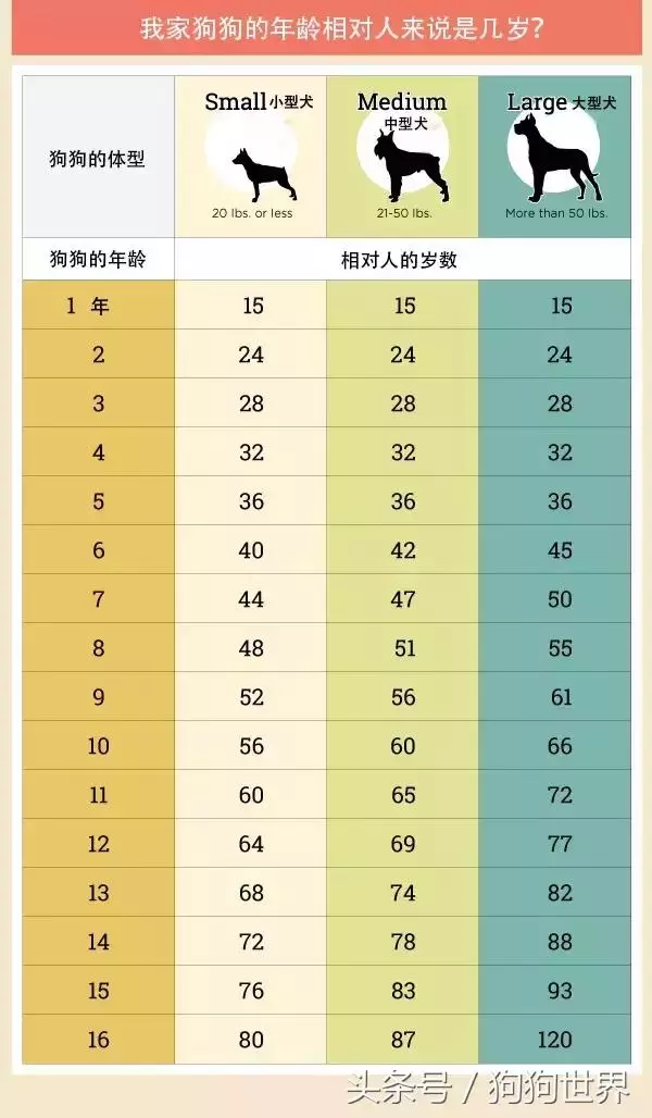 狗狗5-7歲就開始變老,這裡有8種方式改善老年狗狗的生活