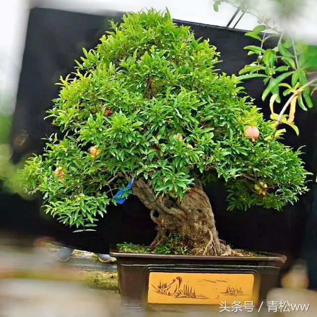 盆景入門必讀,如何構思立意