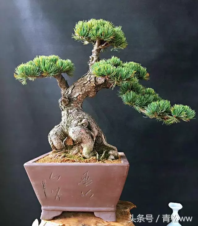 盆景入門必讀,如何構思立意
