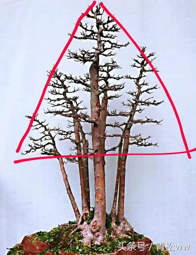 盆景入門必讀,如何構思立意