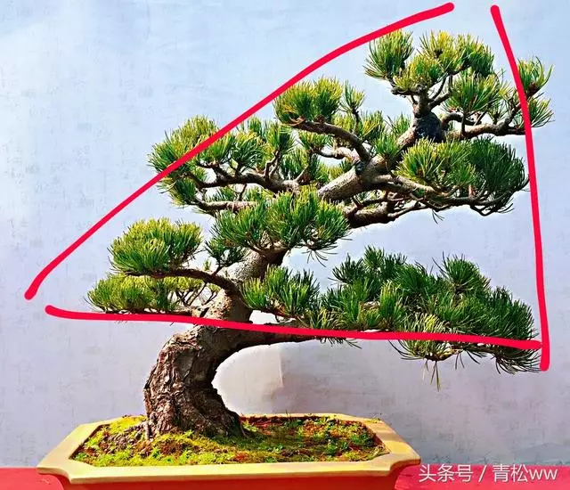 盆景入門必讀,如何構思立意