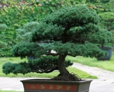 五針松盆景製作方法,造型別致,深受大家喜歡!
