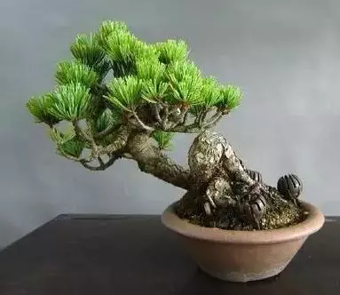五針松盆景製作方法,造型別致,深受大家喜歡!