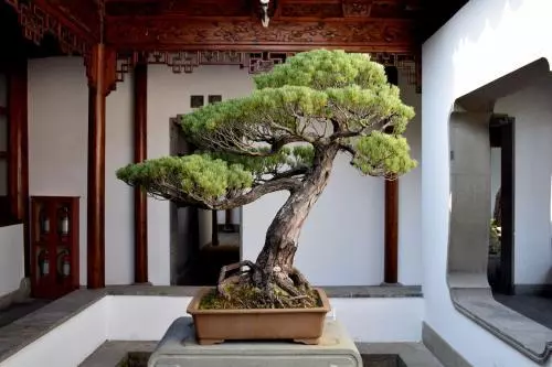 五針松盆景製作方法,造型別致,深受大家喜歡!