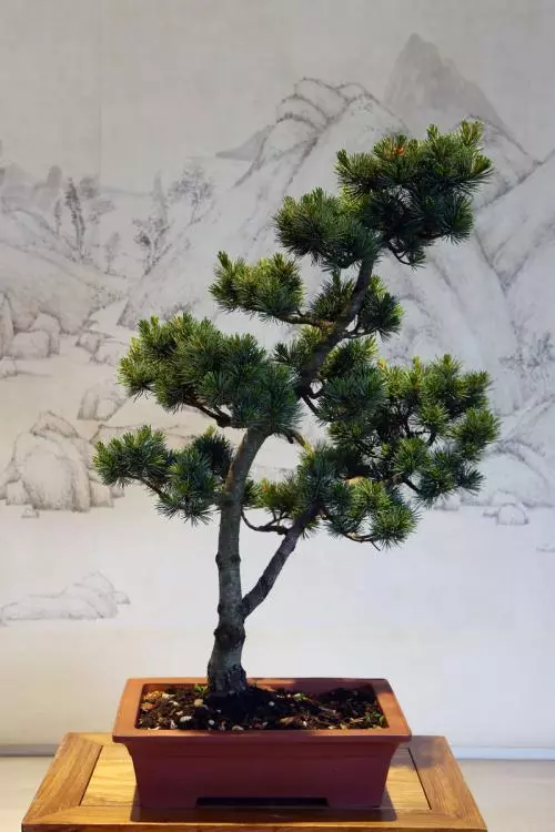 五針松盆景製作方法,造型別致,深受大家喜歡!