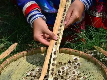 辣木籽的營養價值 據資料記載,辣木籽所含鈣質是牛奶的4倍