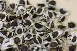 辣木籽的營養價值 據資料記載,辣木籽所含鈣質是牛奶的4倍