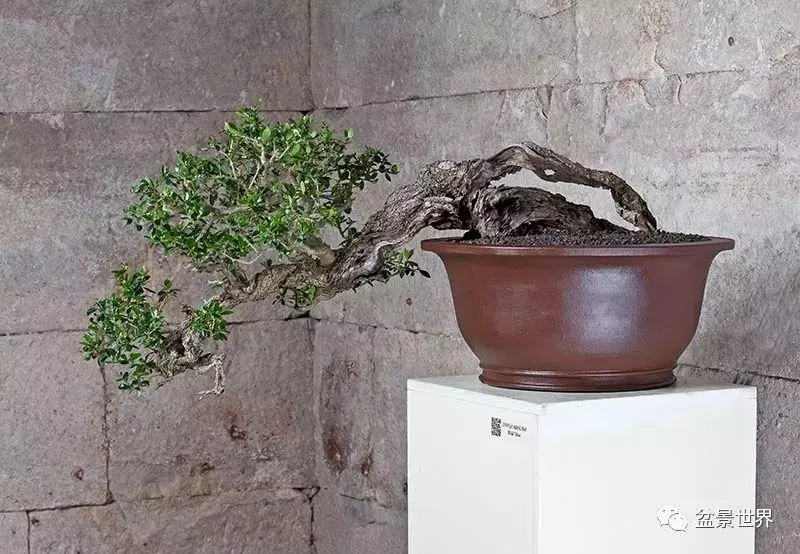 異軍突起的克羅埃西亞盆景