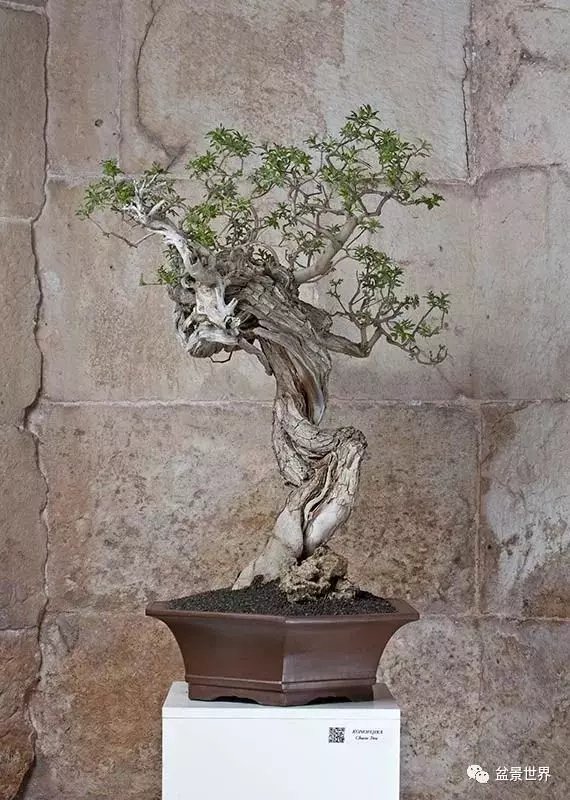 異軍突起的克羅埃西亞盆景