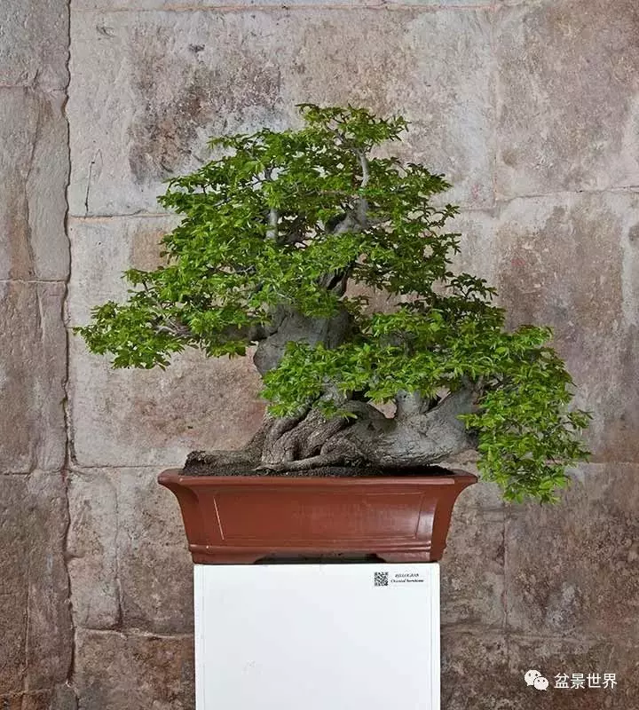 異軍突起的克羅埃西亞盆景