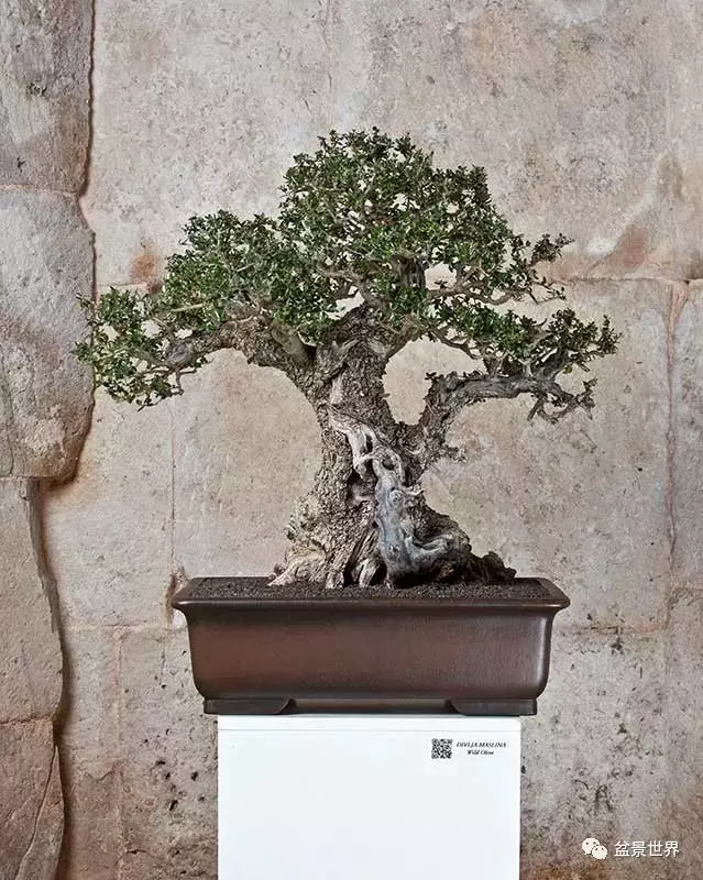異軍突起的克羅埃西亞盆景
